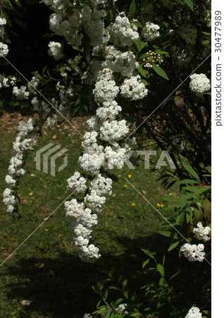 Yaekodemari 30477989