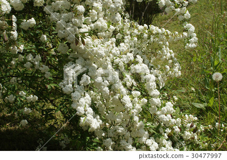 Yaekodemari 30477997