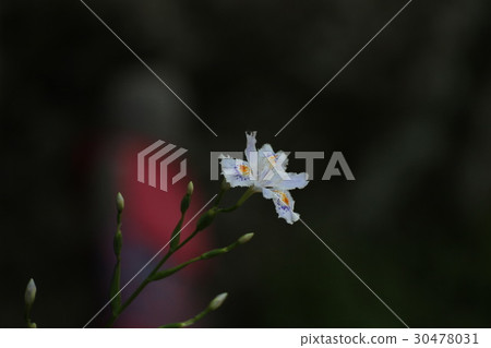 Shaga 30478031