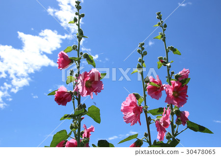 Aoi blooms in the early summer 30478065