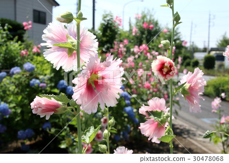 Aoi在初夏開花 30478068