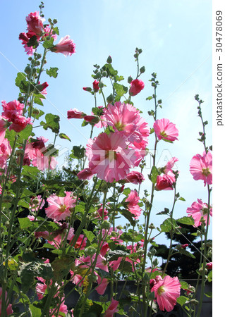Aoi在初夏開花 Aoi在初夏開花 30478069