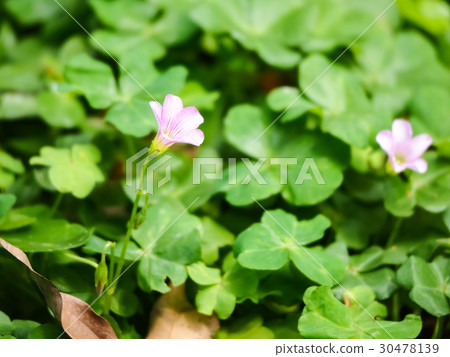 酢漿草 酢漿草 30478139