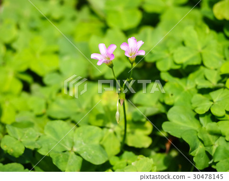 Vinegar Vinegar 30478145