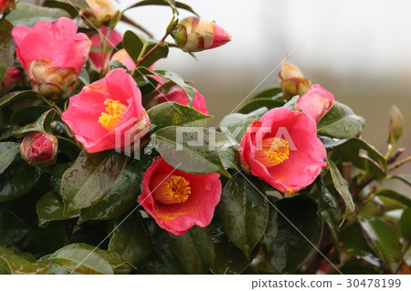 Camellia 30478199