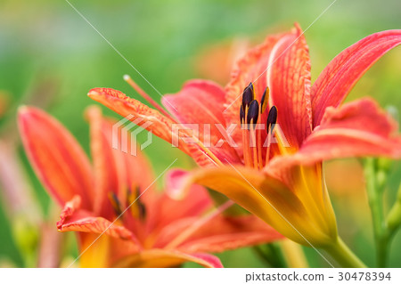 Orange lily flowers on green background Orange lily flowers on green background 30478394