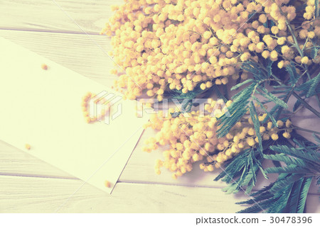 Mimosa flower blossom isolated on white background 30478396