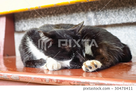 Cat Cat 30478411