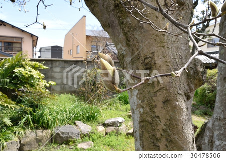 Shiraki lotus before flowering 30478506