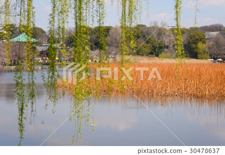 眺望不忍池柳樹的神社和上野山 30478637