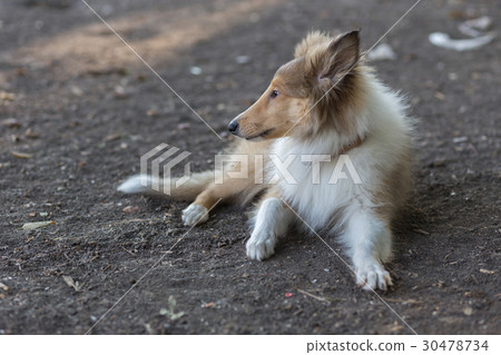 Rough Collie Rough Collie 30478734