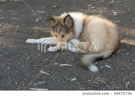Rough Collie Rough Collie 30478736