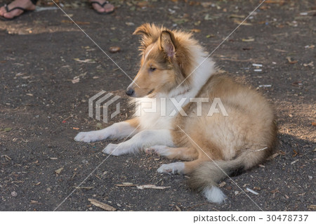 Rough Collie Rough Collie 30478737
