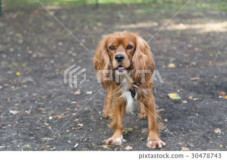 English Cocker Spaniel 30478743