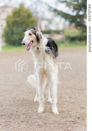 Russian borzoi dog 30478744