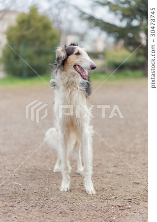 Russian borzoi dog 30478745