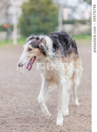 Russian borzoi dog 30478746