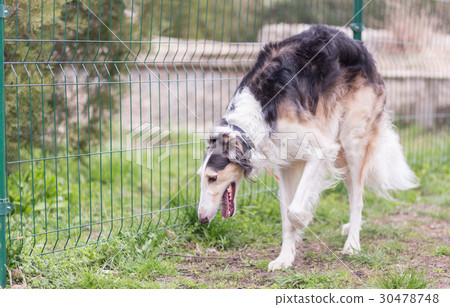 Russian borzoi dog 30478748