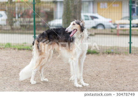 Russian borzoi dog 30478749