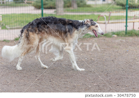 Russian borzoi dog Russian borzoi dog 30478750