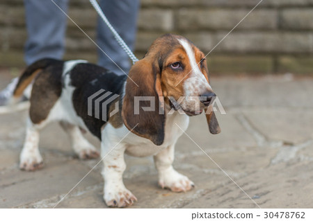 Basset Hound Basset Hound 30478762