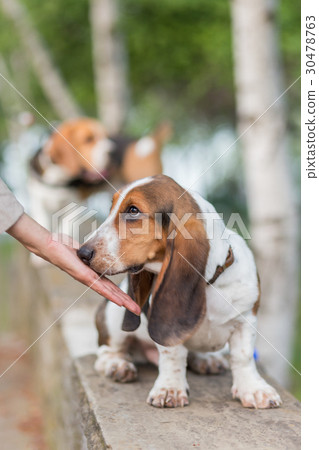 Basset Hound Basset Hound 30478763