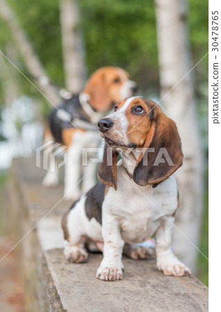 Basset Hound Basset Hound 30478765
