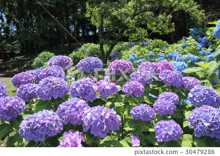 Hydrangea blooming in satoyama Hydrangea blooming in satoyama 30479286