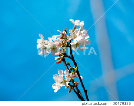 Cherry blossoms Cherry blossoms 30479326