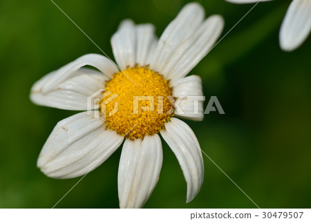 瑪格麗特 花 花卉 花朵 白色 白 花蕊 花瓣 蓬蒿菊 茼蒿菊 木春菊 法蘭西菊 小牛眼菊 菊 瑪格麗特 花 花卉 花朵 白色 白 花蕊 花瓣 蓬蒿菊 茼蒿菊 木春菊 法蘭西菊 小牛眼菊 菊 30479507