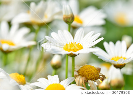 瑪格麗特 花 花卉 花朵 白色 白 花蕊 花瓣 蓬蒿菊 茼蒿菊 木春菊 法蘭西菊 小牛眼菊 菊 瑪格麗特 花 花卉 花朵 白色 白 花蕊 花瓣 蓬蒿菊 茼蒿菊 木春菊 法蘭西菊 小牛眼菊 菊 30479508