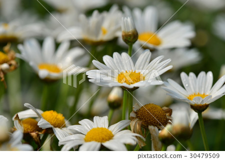 瑪格麗特 花 花卉 花朵 白色 白 花蕊 花瓣 蓬蒿菊 茼蒿菊 木春菊 法蘭西菊 小牛眼菊 菊 瑪格麗特 花 花卉 花朵 白色 白 花蕊 花瓣 蓬蒿菊 茼蒿菊 木春菊 法蘭西菊 小牛眼菊 菊 30479509