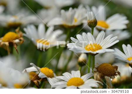 Marguerite flower flower flower white white stamen petal basil chrysanthemum chrysanthemum wood chrysanthemum daisy chrysanthemum Marguerite flower flower flower white white stamen petal basil chrysanthemum chrysanthemum wood chrysanthemum daisy chrysanthemum 30479510