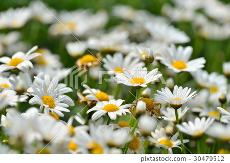 瑪格麗特 花 花卉 花朵 白色 白 花蕊 花瓣 蓬蒿菊 茼蒿菊 木春菊 法蘭西菊 小牛眼菊 菊 瑪格麗特 花 花卉 花朵 白色 白 花蕊 花瓣 蓬蒿菊 茼蒿菊 木春菊 法蘭西菊 小牛眼菊 菊 30479512