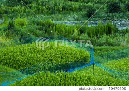 Abandoned rice terrace Abandoned rice terrace 30479608