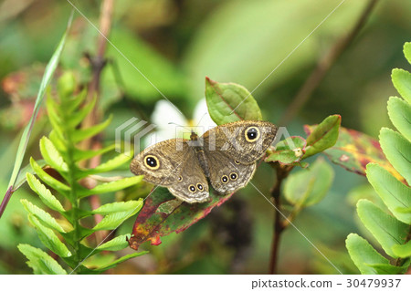 小波眼蝶 小波眼蝶 30479937