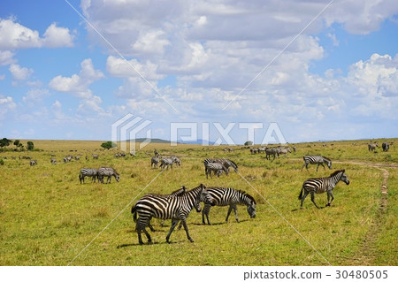 An umbrella ranch 30480505