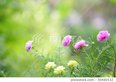Portulaca grandiflora 30480532