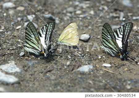 蝴蝶 30480534
