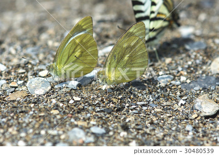 蝴蝶 30480539