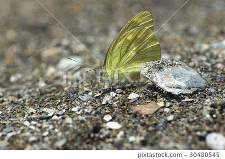 Light pink butterfly 30480545