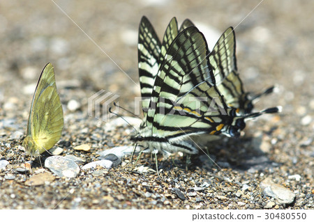 蝴蝶 30480550