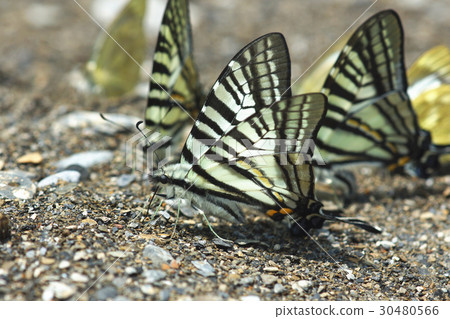 蝴蝶 30480566