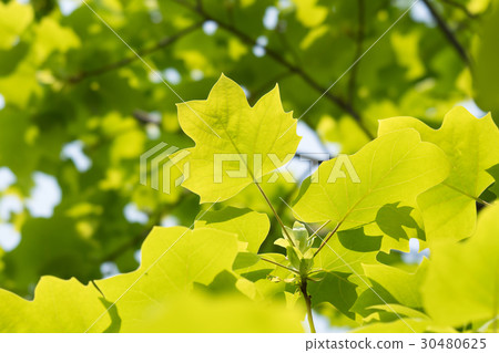 Fresh green tiny blue Fresh green tiny blue 30480625