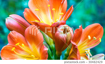 The flowers on succulent 30482429