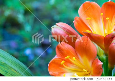 The flowers on succulent 30482433