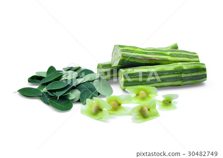 fresh Moringa (Drumstick tree) with leaves fresh Moringa (Drumstick tree) with leaves 30482749