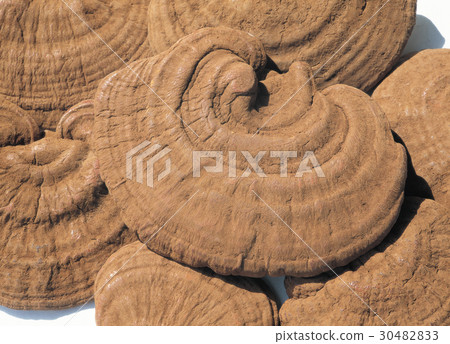 Gongji mushroom 30482833