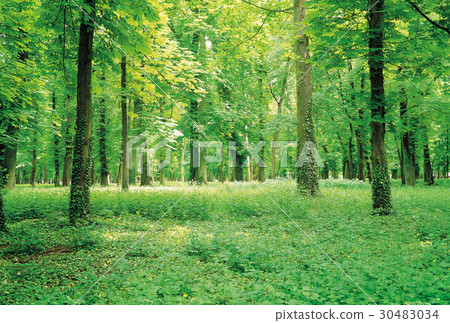 Spring, forest Spring, forest 30483034
