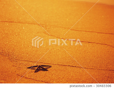 starfish 30483306